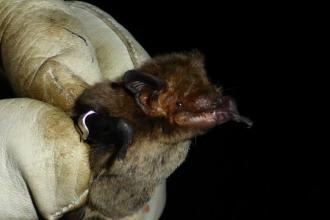 Nathusius' pipistrelle bat in the hand