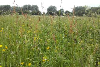 A meadow in Northamptonshire