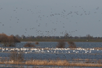 Wildfowl at Ouse Washes NR - Bob Parker