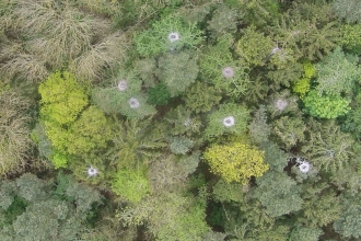 Heron nests from above photographed by a drone