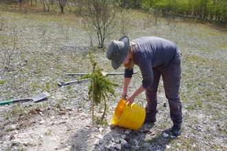 A juniper is planted