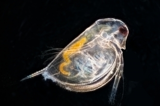 Close up of daphnia