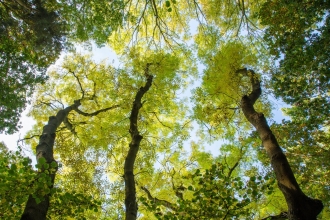 A canopy shot taken at Gamlingay Woods