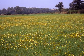 Bugbrooke Meadow credit. Edgar Giles