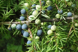 Berries on a juniper tree