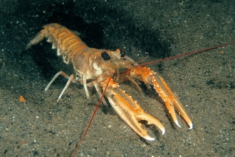 Scampi