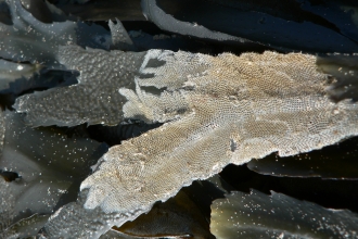 Sea mat