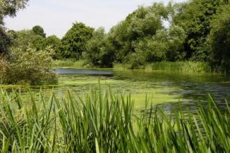 Barnes Meadow