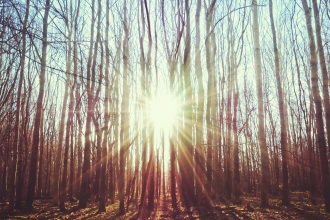 Evening sun through the trees at Waresley & Gransden Woods