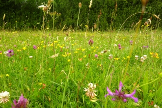 Halse Copse Meadow