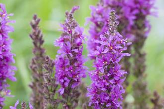 Purple Loosestrife