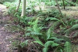 Soft Ferns