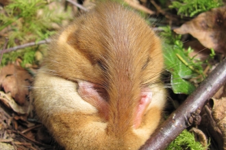 Dormouse