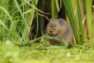 Water vole