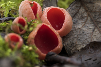 Red elf cup fungus growing among moss and dead leaves, the Wildlife Trusts