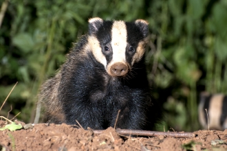 Badger by Doug Merrick