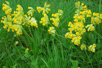 Chettisham Meadow