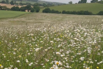 Chalk grassland flowers