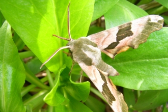 Lime hawkmoth on green leaves