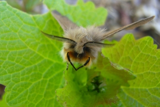 Muslin moth face on