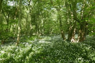 Wild garlic at Old Sulehay Forest