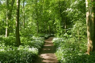 Wild garlic growing in Old Sulehay Forest