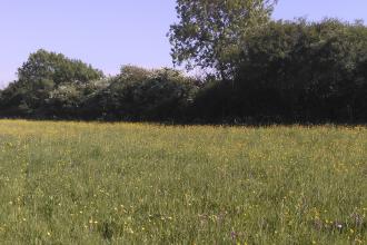 Soham Meadow