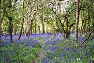 Bluebells at Southwick Wood 