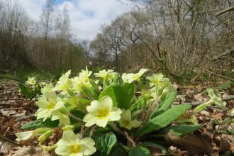 Primroses at Stoke Wood End Quarter 