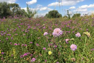 Trumpington Meadows