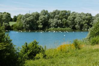 Swans at Grafham Water 