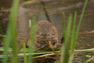 Water vole Philip Precey