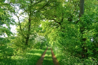 800 year old hedge leading to Hayley Wood