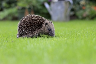 Hedgehog in the garden