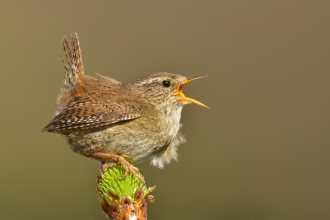 Singing wren