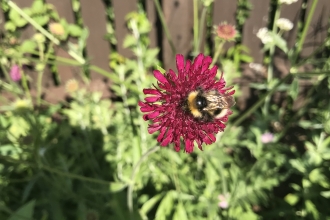 Bee on a reddy-pink flower