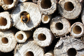 A bee enters a tube in a bug hotel