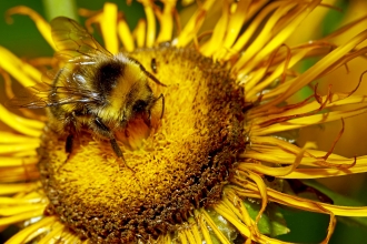 A buff-tailed bumblee on a yellow sunflower