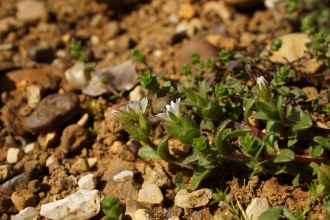 Dwarf mouse-ear, Cerastium pumilum by Tony Vials