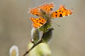 Comma butterfly - Holme Fen 