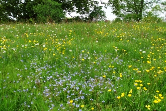 Cut-throat Meadow in bloom