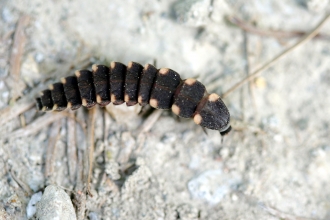 A glow-worm larva