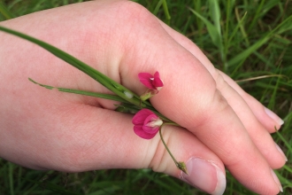 Grass Vetchling highlighted against Hazel's hand