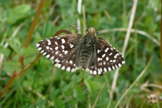 A grizzled skipper perched on grass
