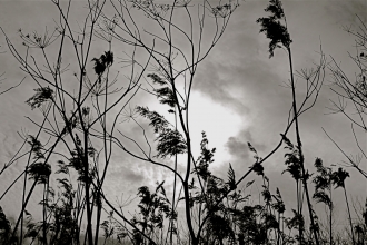 Great Fen by Caroline Fitton