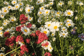 Wildflowers in bloom in Becky Mayes's Garden