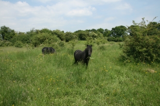 Lancot Meadow credit. Pat Doody