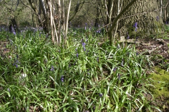 Landpark Wood credit. Wildlife Trust