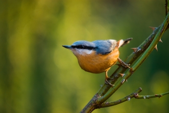 A nuthatch on a branch