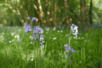 Bluebells in High Wood